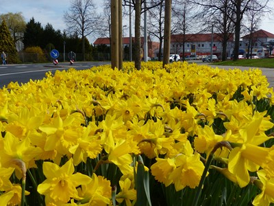 Frühling in Broitzem mit Narzissen_04