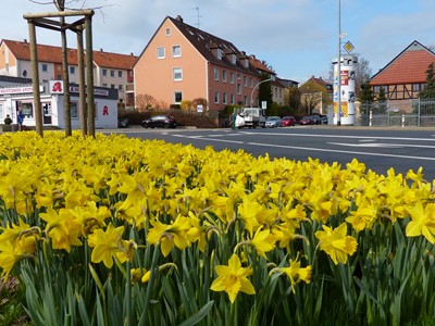 Frühling in Broitzem mit Narzissen_05
