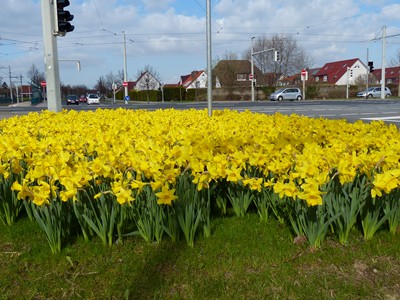 Frühling in Broitzem mit Narzissen_10