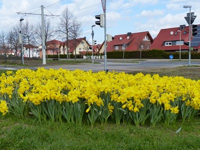 Frühling in Broitzem mit Narzissen_13